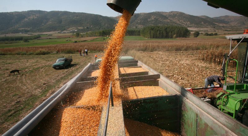 Πέφτουν οι τιμές των σιτηρών μετά την επιστροφή της Ρωσίας στη συμφωνία για την εξαγωγή τροφίμων