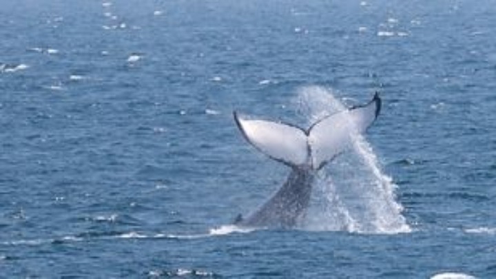 Η συμφωνία στον ΟΗΕ για «σημαντική» μείωση των πλαστικών και ο θάνατος της φάλαινας