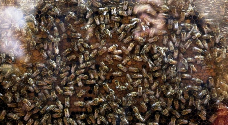 Μελισσοκομία Εύβοιας: Τεράστιες οι συνέπειες από την καταστροφή του πευκοδάσους