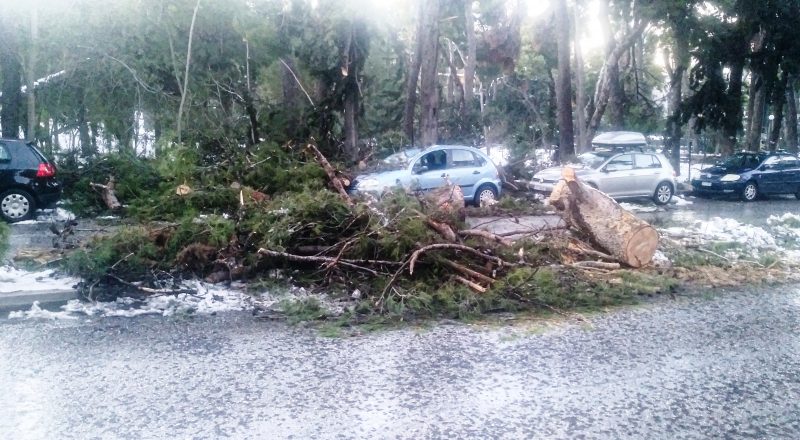 Δήμος Αθηναίων: Αποζημιώσεις στους ιδιοκτήτες αυτοκινήτων που υπέστησαν ζημιές από πτώσεις δένδρων